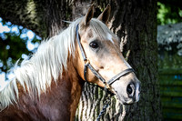 Dressage Champs Sep 23