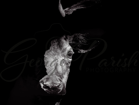 A10I0776-Edit-Edit-3