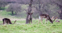 Belton Deer 2